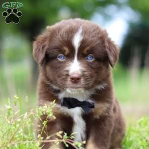 Triumph, Miniature Australian Shepherd Puppy